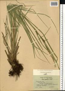 Осока водяная Wahlenb., Восточная Европа, Центральный район (E4) (Россия)