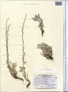 Seriphidium elongatum (Filatova & Ladygina) K. Bremer & Humphries, Средняя Азия и Казахстан, Западный Тянь-Шань и Каратау (M3)