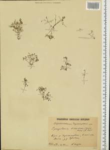 Торичник двутычинковый (Guss.) Boiss., Восточная Европа, Нижневолжский район (E9) (Россия)