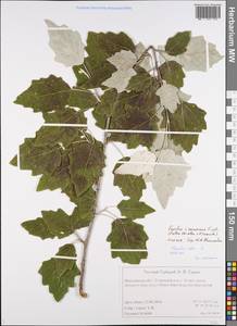 Populus × canescens (Aiton) Sm., Восточная Европа, Центральный лесной район (E5) (Россия)