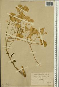 Peltaria angustifolia DC., Зарубежная Азия (ASIA) (Турция)