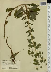 Молочай миндалевидный L., Восточная Европа, Западно-Украинский район (E13) (Украина)