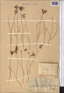 Allium inops Vved., Средняя Азия и Казахстан, Западный Тянь-Шань и Каратау (M3) (Казахстан)