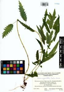 Urtica dioica var. holosericea Fr., Сибирь, Прибайкалье и Забайкалье (S4) (Россия)