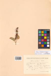 Salix nakamurana subsp. kurilensis (Koidz.) H. Ohashi, Сибирь, Дальний Восток (S6) (Россия)