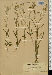 Скерда кровельная L., Восточная Европа, Южно-Украинский район (E12) (Украина)