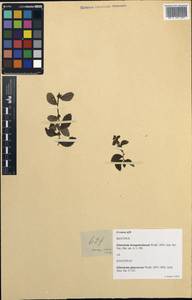 Elatostema brongniartianum Wedd., Зарубежная Азия (ASIA) (Филиппины)