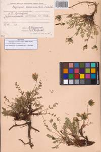 Остролодочник эвенов Jurtzev & A.P.Khokhr., Сибирь, Чукотка и Камчатка (S7) (Россия)