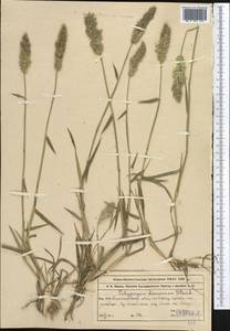 Многобородник опадающецветковый Nees ex Steud., Средняя Азия и Казахстан, Северный и Центральный Тянь-Шань (M4) (Казахстан)