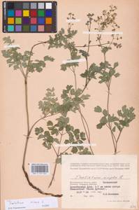 Bасилисник малый L., Восточная Европа, Нижневолжский район (E9) (Россия)