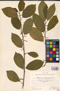 Крушина ломкая, Крушина ольховидная Mill., Восточная Европа, Московская область и Москва (E4a) (Россия)