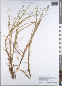 Dupontia fulva (Trin.) Röser & Tkach, Сибирь, Западная Сибирь (S1) (Россия)