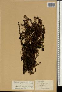 Шалфей японский Thunb., Зарубежная Азия (ASIA) (КНР)