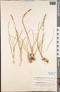 Триостренник приморский L., Восточная Европа, Северо-Украинский район (E11) (Украина)