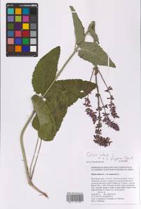 Salvia nutans × stepposa, Восточная Европа, Ростовская область (E12a) (Россия)