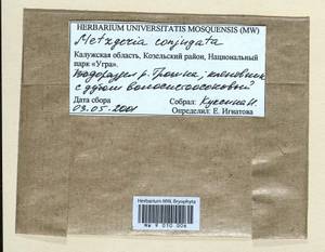 Metzgeria conjugata Lindb., Гербарий мохообразных, Мхи - Центральное Нечерноземье (B6) (Россия)