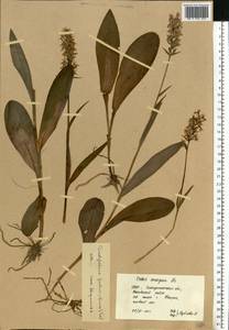 Dactylorhiza maculata subsp. fuchsii (Druce) Hyl., Восточная Европа, Западно-Украинский район (E13) (Украина)