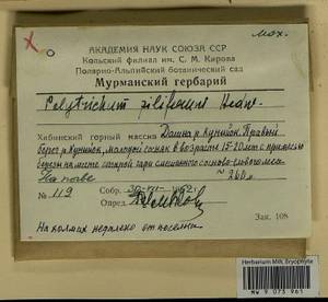 Polytrichum piliferum Hedw., Гербарий мохообразных, Мхи - Карелия, Ленинградская и Мурманская области (B4) (Россия)