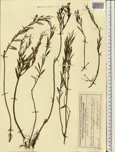 Подбел обыкновенный L., Восточная Европа, Волжско-Камский район (E7) (Россия)