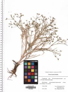 Триния щетинисто-волосистая, Триния щетинистоволосая Hoffm., Восточная Европа, Средневолжский район (E8) (Россия)