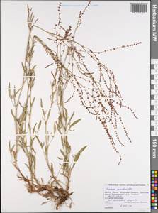 Щавель воробьиный, Щавелек L., Восточная Европа, Белоруссия (E3a) (Белоруссия)