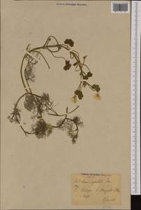 Лютик волосолистный, Шелковник волосолистный Chaix, Западная Европа (EUR) (Германия)