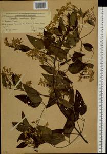 Ломонос маньчжурский (Rupr.) Ohwi, Сибирь, Дальний Восток (S6) (Россия)