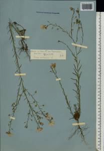 Лен австрийский L., Восточная Европа, Ростовская область (E12a) (Россия)