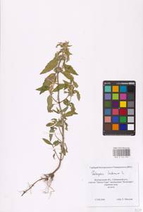 MHA 0 154 252, Пикульник ладанниковый L., Восточная Европа, Центральный лесостепной район (E6) (Россия)