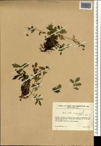 Лапчатка кровохлебковая Willd. ex Schltdl., Монголия (MONG) (Монголия)