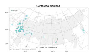 Centaurea montana, Василек горный L., Атлас флоры России (FLORUS) (Россия)