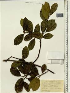 Ficus thonningii Bl., Африка (AFR) (Эфиопия)