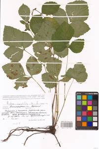 Rubus saxatilis × caesius, Восточная Европа, Волжско-Камский район (E7) (Россия)