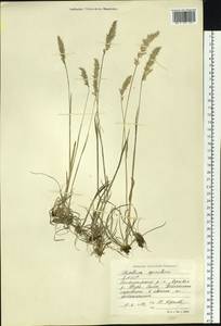 Koeleria spicata (L.) Barberá, Quintanar, Soreng & P.M.Peterson, Сибирь, Якутия (S5) (Россия)