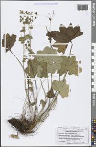 Манжетка Воротникова Czkalov, Восточная Европа, Средневолжский район (E8) (Россия)