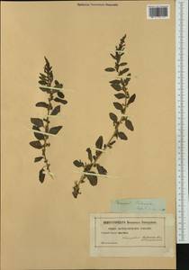 Lipandra polysperma (L.) S. Fuentes, Uotila & Borsch, Западная Европа (EUR)
