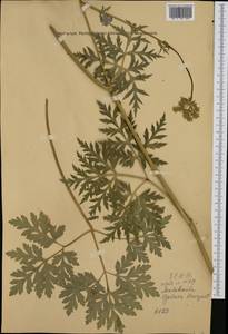 Grafia golaka (Hacq.) Rchb., Западная Европа (EUR) (Австрия)
