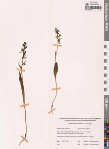 Любка комарниковая (L.f.) Lindl., Сибирь, Чукотка и Камчатка (S7) (Россия)