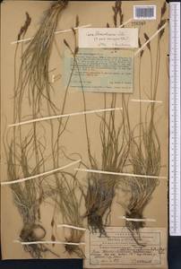 Carex haematostoma Nees, Средняя Азия и Казахстан, Западный Тянь-Шань и Каратау (M3) (Казахстан)