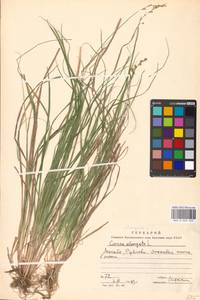 Осока удлиненная L., Восточная Европа, Московская область и Москва (E4a) (Россия)