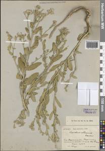 Клоповник тупой Basiner, Средняя Азия и Казахстан, Сырдарьинские пустыни и Кызылкумы (M7) (Казахстан)