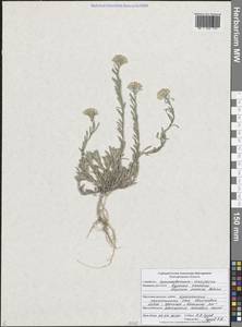 Бурачок ленский Adams, Восточная Европа, Центральный лесостепной район (E6) (Россия)