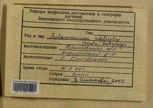 Aulacomnium palustre (Hedw.) Schwägr., Гербарий мохообразных, Мхи - Центральное Черноземье (B10) (Россия)