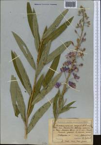 Chamaenerion angustifolium subsp. angustifolium, Средняя Азия и Казахстан, Западный Тянь-Шань и Каратау (M3) (Киргизия)
