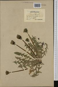 Taraxacum aequilobum Dahlst., Западная Европа (EUR) (Швеция)