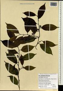Ilex umbellata Klotzsch ex Reissek, Зарубежная Азия (ASIA) (Вьетнам)