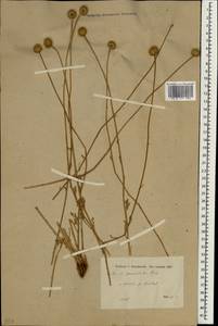 Anthemis pauciloba Boiss., Зарубежная Азия (ASIA) (Турция)