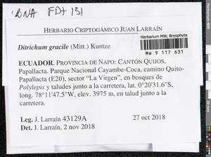 Flexitrichum gracile (Mitt.) Ignatov & Fedosov, Гербарий мохообразных, Мхи - Америка (BAm) (Эквадор)
