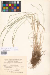 Плевел многолетний L., Восточная Европа, Южно-Украинский район (E12) (Украина)