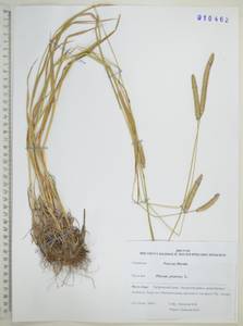 Тимофеевка луговая L., Сибирь, Дальний Восток (S6) (Россия)